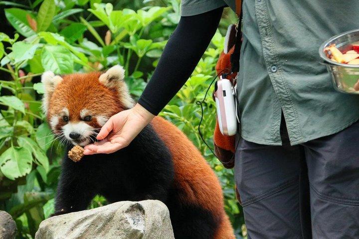 成都パンダ谷：ジャイアントパンダとレッサーパンダの餌やり写真