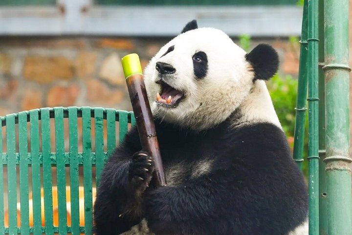 成都パンダ谷：ジャイアントパンダとレッサーパンダの餌やり写真