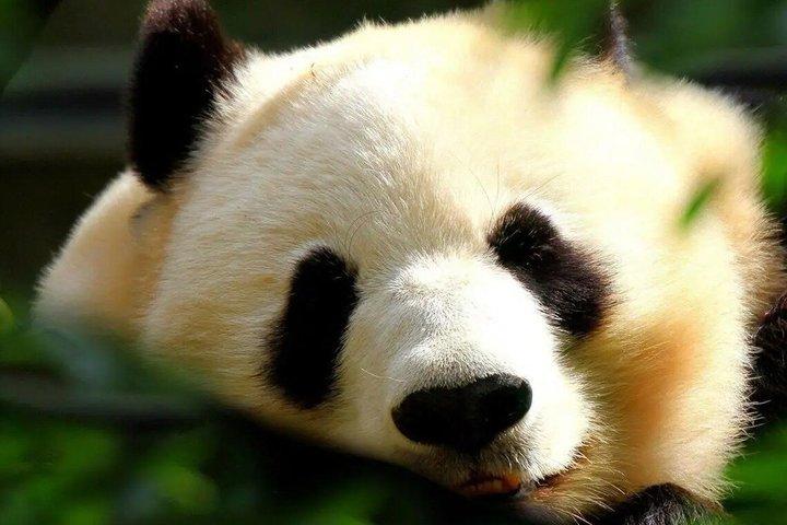 成都パンダ谷：ジャイアントパンダとレッサーパンダの餌やり写真