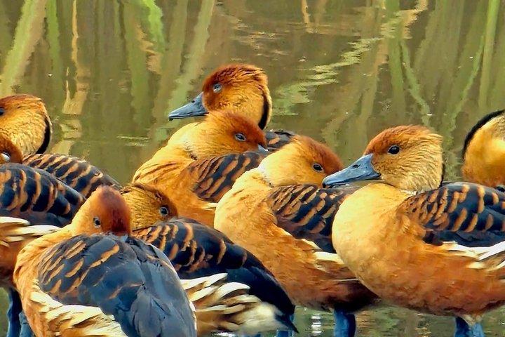 Bird-Watching Nairobi Park Tour