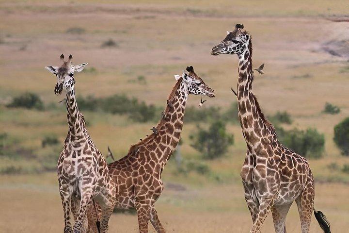 ナイロビ発:2日間アンボセリ国立公園サファリ