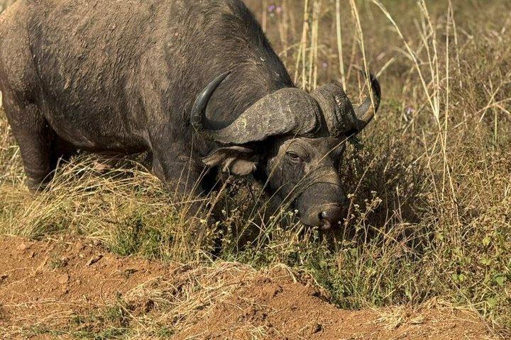 ナイロビ発：2日間アンボセリ国立公園サファリ
