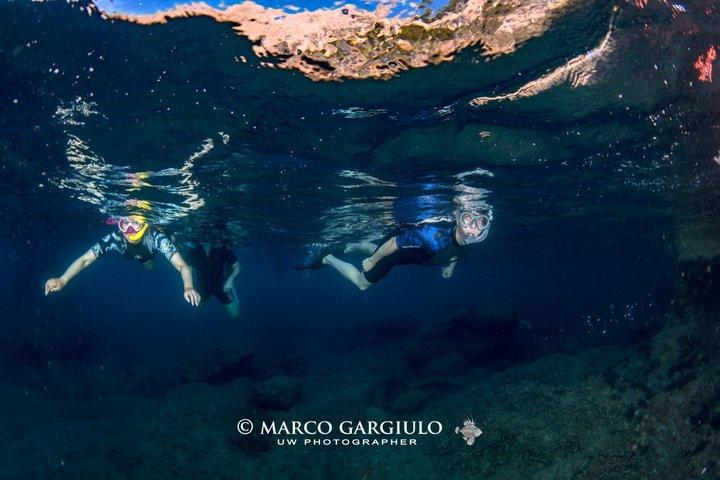 ソレントの朝のRIBボートシュノーケリング：海洋生物学者と一緒に行く2つのスポット