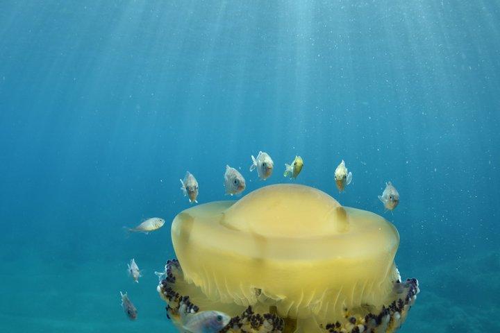 ソレントの朝のRIBボートシュノーケリング：海洋生物学者と一緒に行く2つのスポット