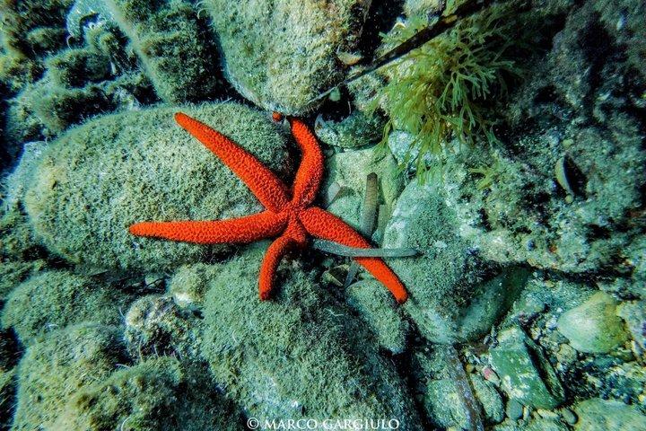 ソレントの朝のRIBボートシュノーケリング：海洋生物学者と一緒に行く2つのスポット