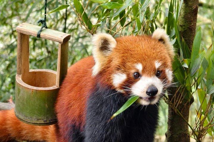 成都パンダ渓谷と青城山オールインクルーシブ日帰りツアー