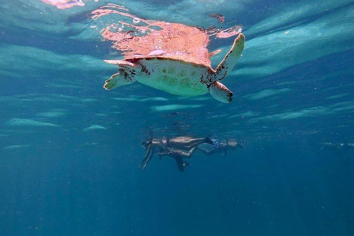 Aruba Turtle Snorkeling Private Tour with Underwater Footage