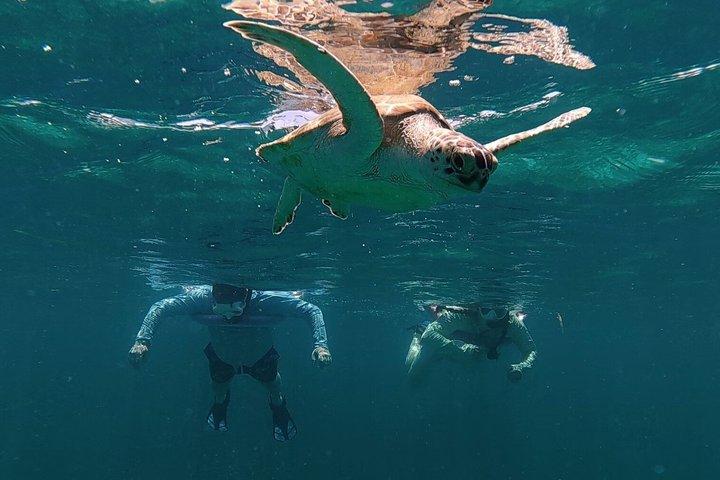 Aruba Turtle Snorkeling Private Tour with Underwater Footage
