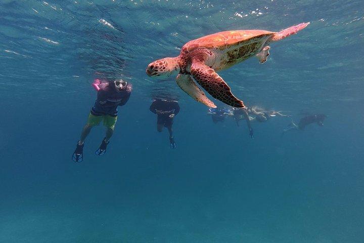 Aruba Turtle Snorkeling Private Tour with Underwater Footage