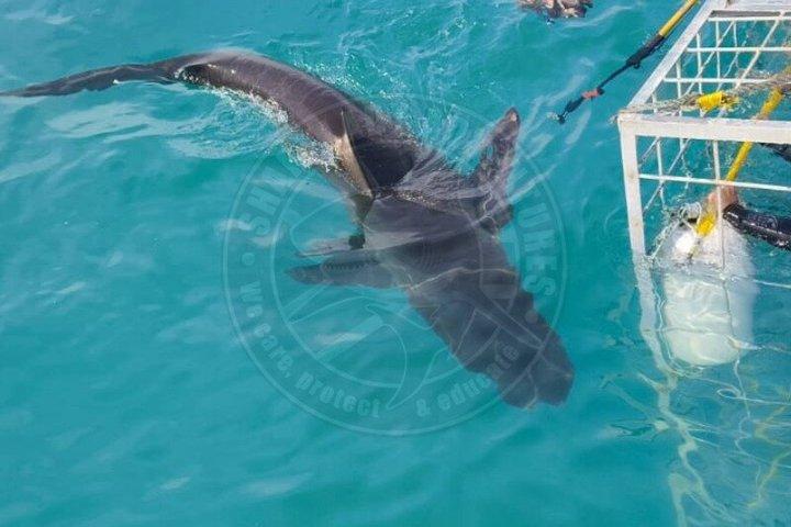 Haikäfigtauchen mit kostenloser Luft im Käfig von Gansbaai