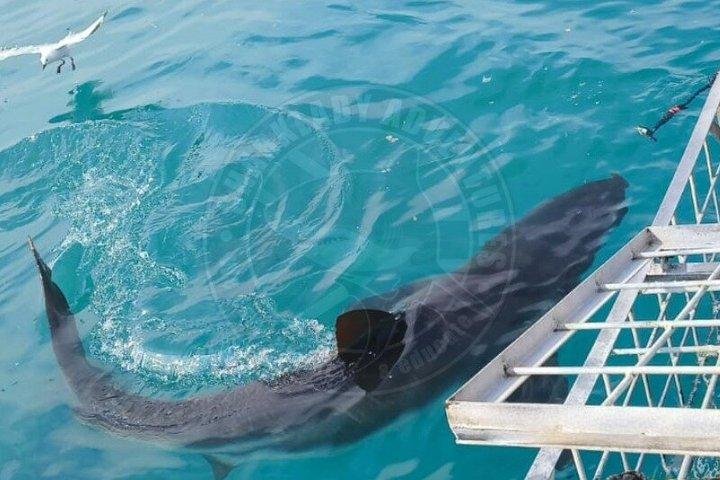 Haikäfigtauchen mit kostenloser Luft im Käfig von Gansbaai