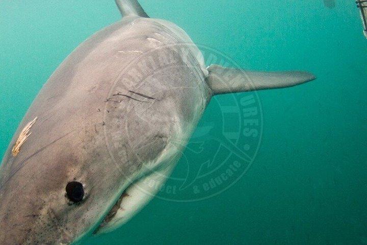 Haikäfigtauchen mit kostenloser Luft im Käfig von Gansbaai