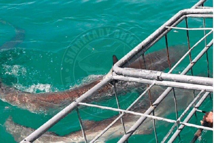 Haikäfigtauchen mit kostenloser Luft im Käfig von Gansbaai