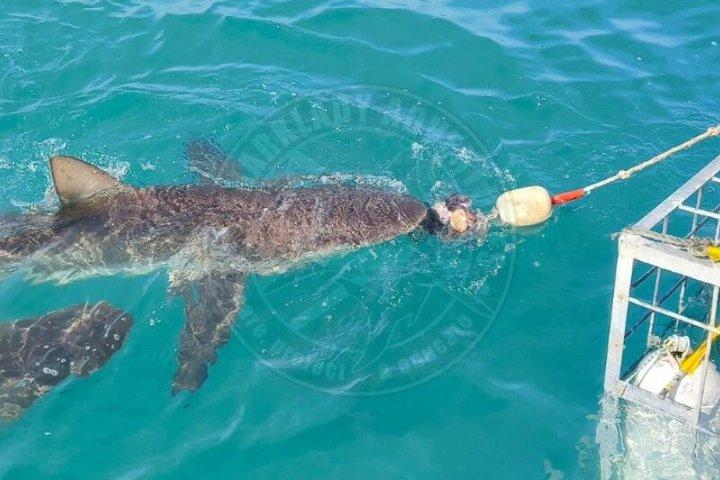 Haikäfigtauchen mit kostenloser Luft im Käfig von Gansbaai