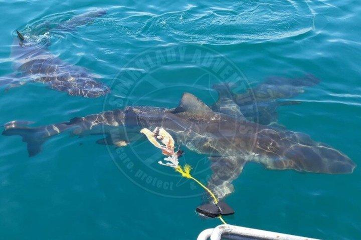 Haikäfigtauchen mit kostenloser Luft im Käfig von Gansbaai