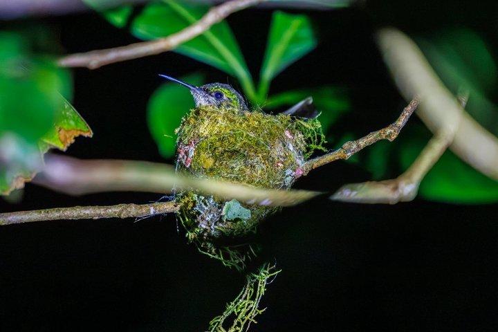 Monteverde Night Walk Tour: the night life of the forest