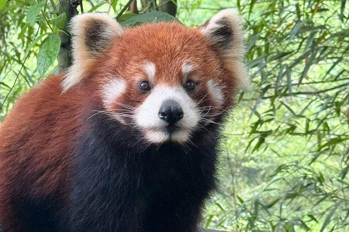 Dujiangyan-Bewässerungssystem und Panda-Tal-Tagestour