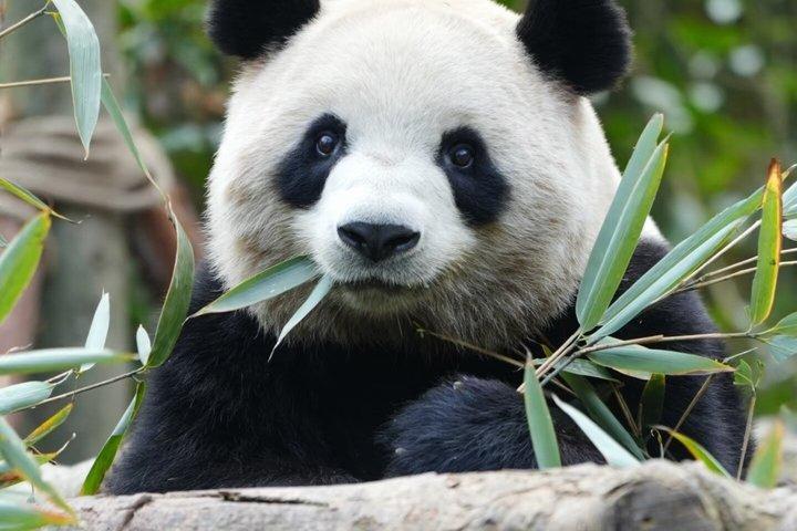 Dujiangyan-Bewässerungssystem und Panda-Tal-Tagestour