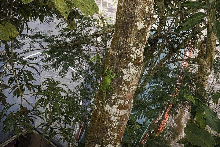 アマゾン川での3日間2泊