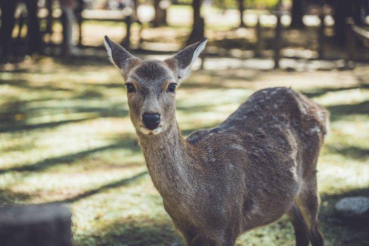 Visite privée guidée de Fushimi Inari et Nara