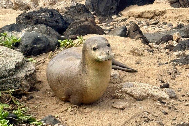 ノースショア、ドール、円通院を巡るオアフ島周遊ツアー