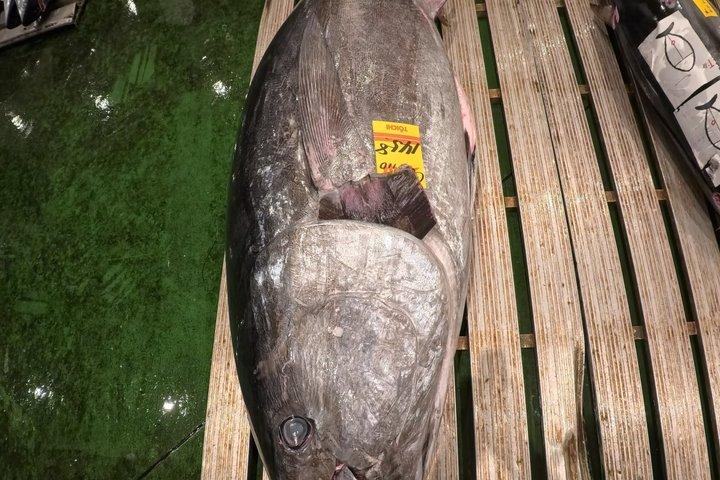 VIP Tuna auction experience WI TOKYO NATIVE