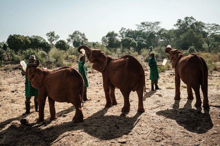 ナイロビ野生動物デー ツアー キリンセンターと象孤児院