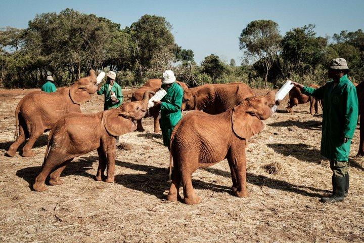 ナイロビ野生動物デー ツアー キリンセンターと象孤児院