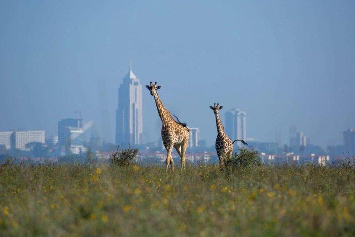 ナイロビ野生動物デー ツアー キリンセンターと象孤児院