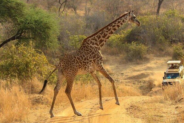 ナイロビ野生動物デー ツアー キリンセンターと象孤児院