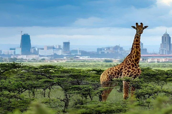 ナイロビ野生動物デー ツアー キリンセンターと象孤児院