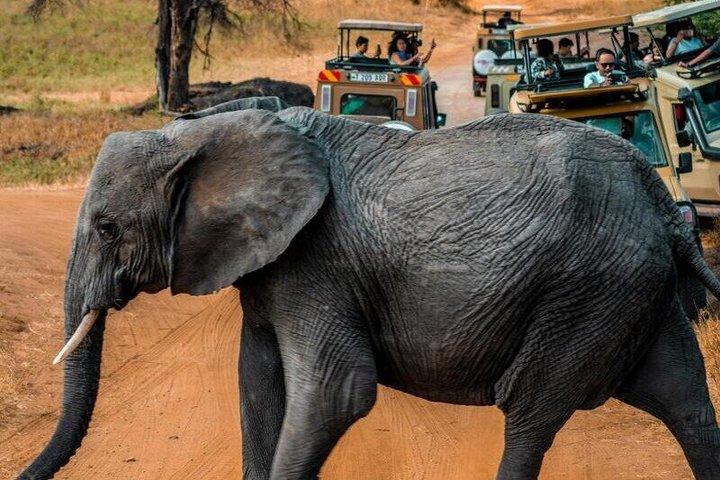 ナイロビ野生動物デー ツアー キリンセンターと象孤児院