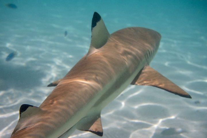 Activity/Excursion Lagoon Tour to Moorea by Canoe 6 hours