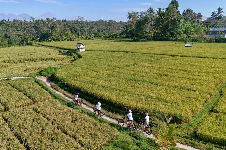 Ciclismo in discesa a Bali: Foresta di bambù, risaie e campagna