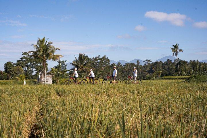 Ciclismo in discesa a Bali: Foresta di bambù, risaie e campagna