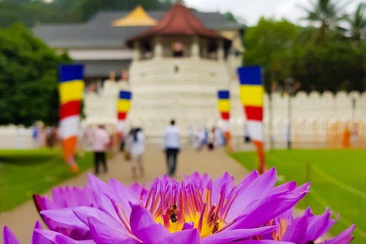 Private Kandy Sightseeing Tour by Kandy Safe Tours