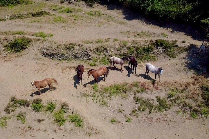 モンテロッソ アル マーレ チンクエ テッレの海岸での乗馬