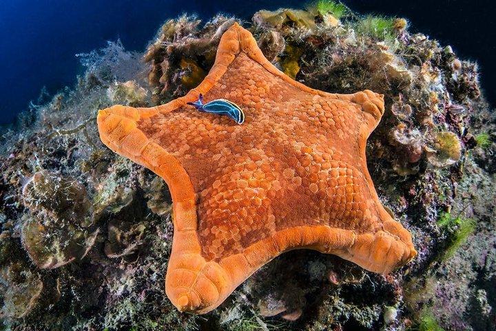 ソレントの水中世界を探検しよう：3時間 PADI 午後体験ダイビング