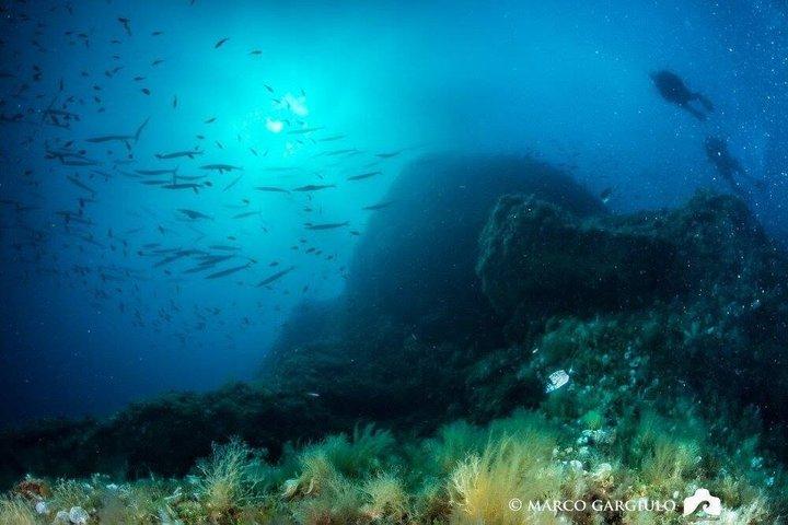 ソレントの水中世界を探検しよう：3時間 PADI 午後体験ダイビング