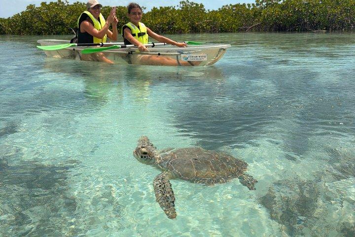 Providenciales Clear Kayak Mangrove & Turtle Eco Tour
