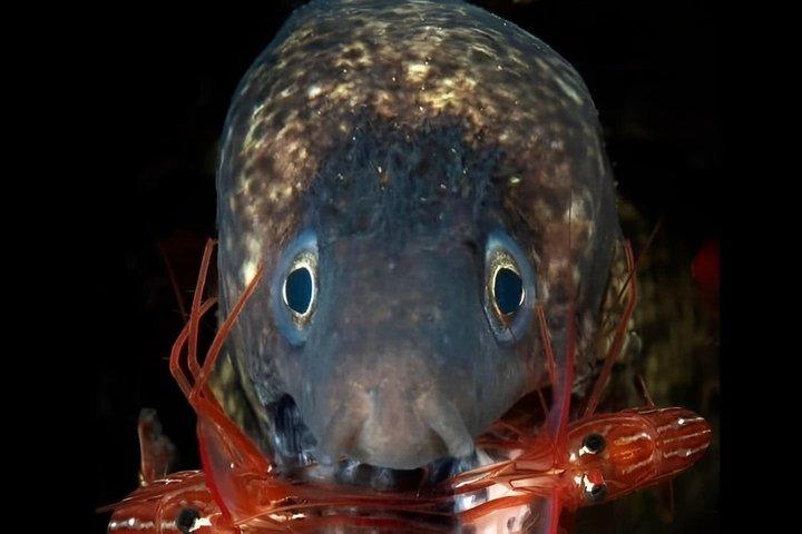 ソレント発、午後3時間シュノーケリングツアー（RIBボート、海洋生物学者同行）