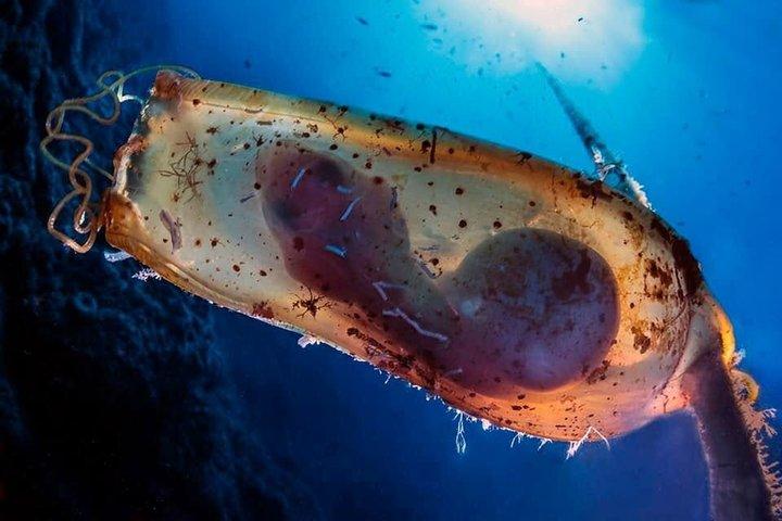 ソレント発、午後3時間シュノーケリングツアー（RIBボート、海洋生物学者同行）