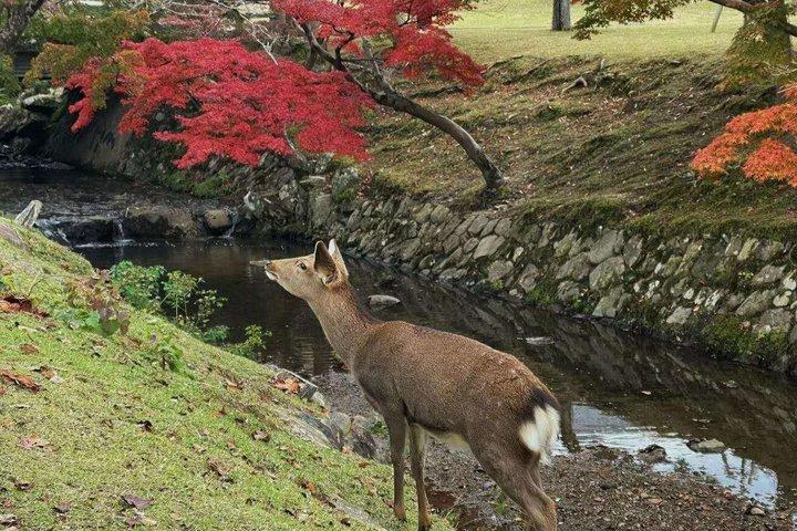 大阪発京都旅行プライベートバンチャーター