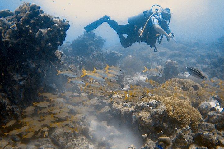 Aruba 2-Tank Dive Excursion for Certified Divers