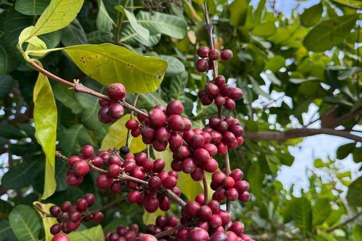 St Lucia Chocolate and Coffee Making Tour Experience