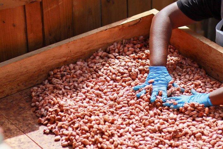 St Lucia Chocolate and Coffee Making Tour Experience