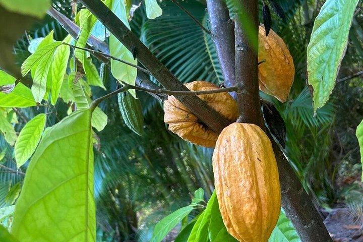 St Lucia Chocolate and Coffee Making Tour Experience