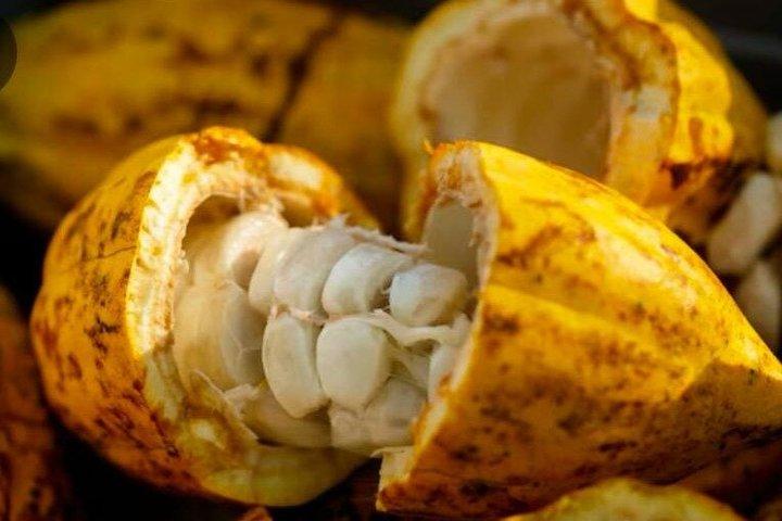 St Lucia Chocolate and Coffee Making Tour Experience