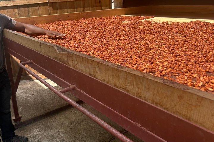 St Lucia Chocolate and Coffee Making Tour Experience