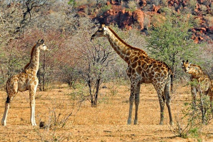 Safarireis naar Mikumi Park vanuit Dar es Salaam met de trein